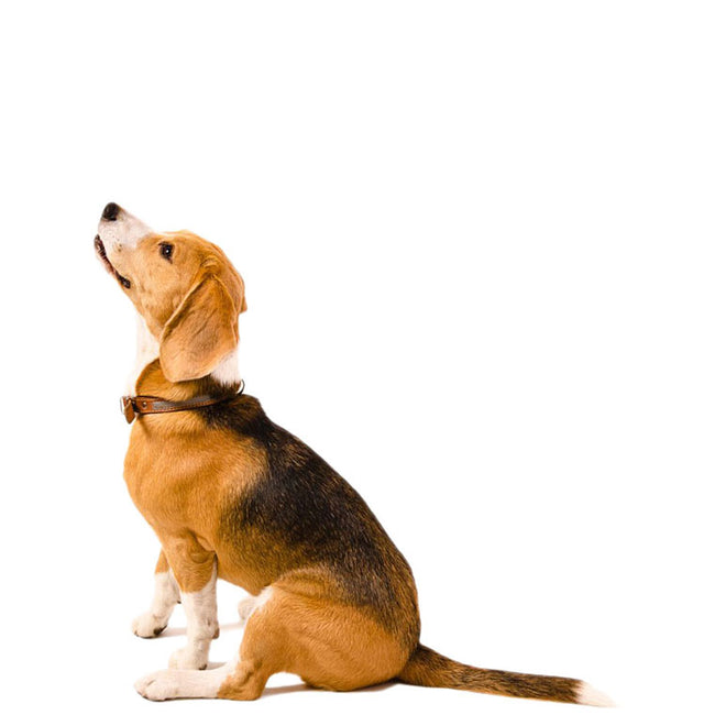 For Dogs