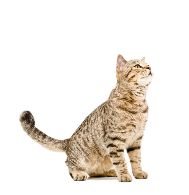 For Cats